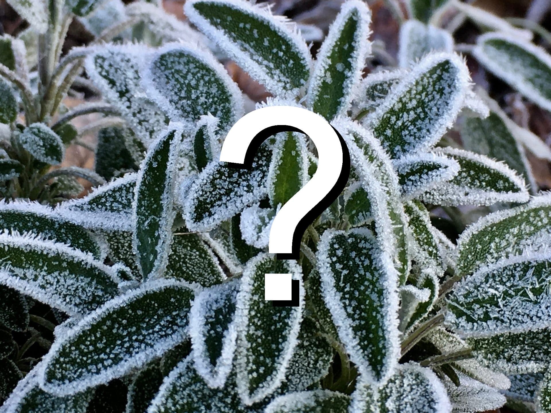 Des gelées sont-elles possibles d'ici les Saints de Glace ?