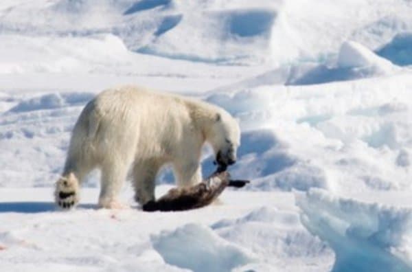 Image d'illustration pour Réchauffement et changement climatique - Veille documentaire