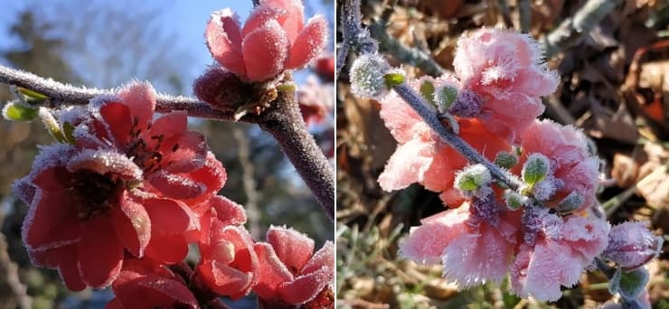 Image d'illustration pour Gelées de printemps : une vraie menace pour la végétation