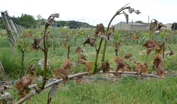 Image d'illustration pour Gelées de printemps : une vraie menace pour la végétation