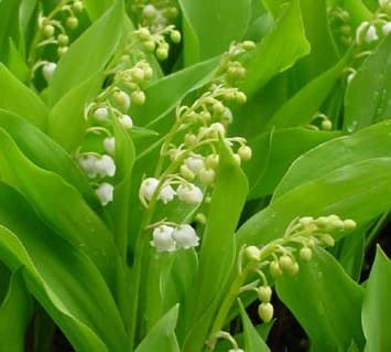 Image d'illustration pour Un muguet précoce mais mouillé le 1er mai