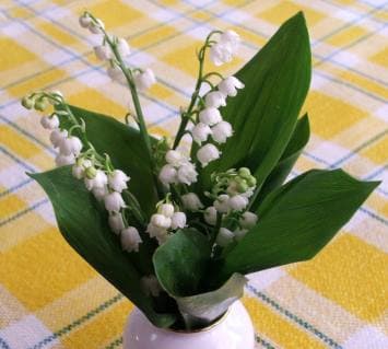 Image d'illustration pour Un muguet précoce mais mouillé le 1er mai