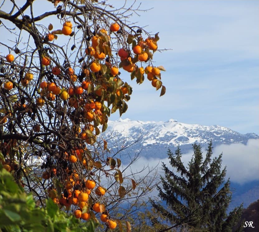 Image d'illustration pour Vos plus belles photos de l'automne