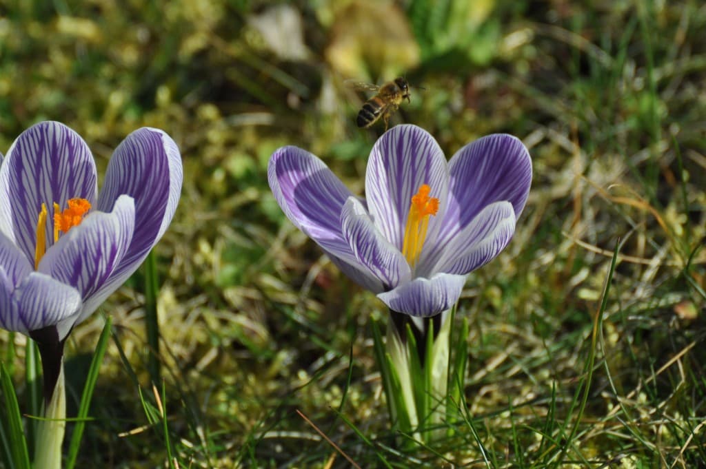 Image d'illustration pour Vos photos du printemps précoce