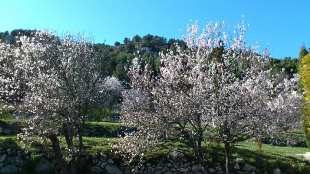 Image d'illustration pour Vos photos du printemps précoce