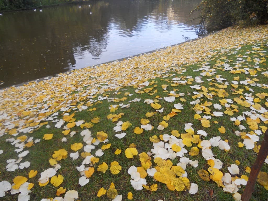 Image d'illustration pour Vos plus belles photos de l'automne