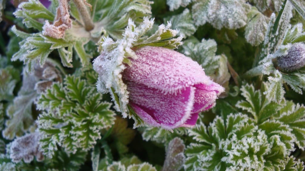 Image d'illustration pour Vos photos du printemps précoce