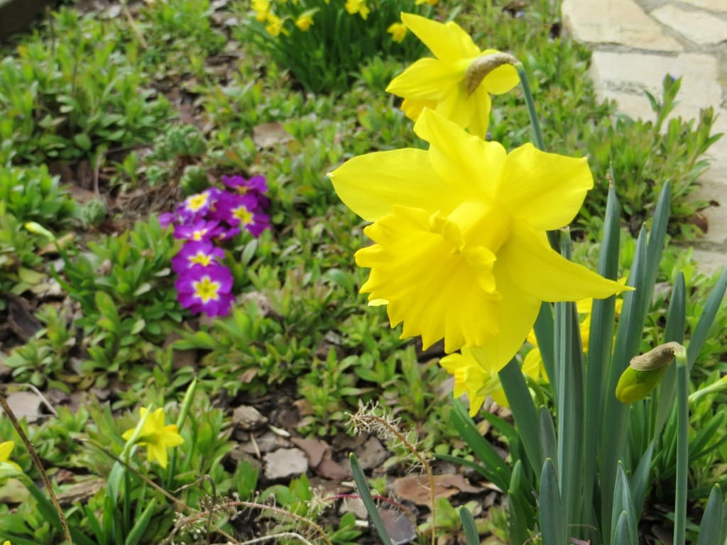 Image d'illustration pour Vos photos du printemps précoce