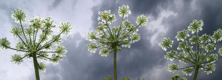 Image d'illustration pour Orages et pollens de graminées favorisent la crise d'asthme
