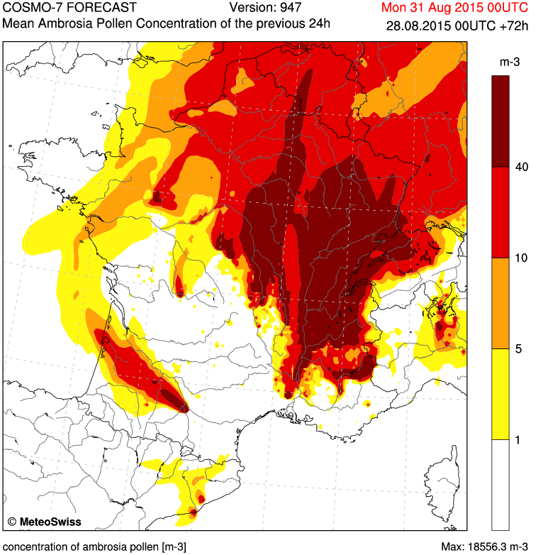 Image d'illustration pour Les pollens d'ambroisie provoquent encore des allergies