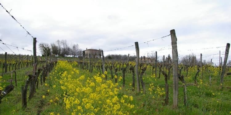 Image d'illustration pour Hiver doux - printemps précoce : la vigne est en avance