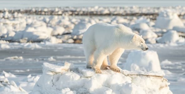 Image d'illustration pour One Planet Summit à Paris - Revue de presse du changement climatique